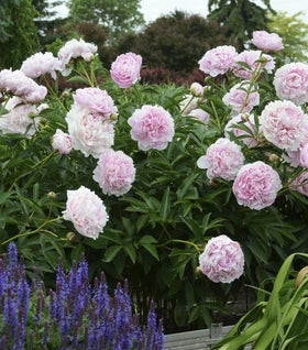 Sarah Bernhardt Peony