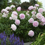 peony sarah bernhardts sold online have green foliage and droopy flowers