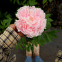 stunning pink peony may bloomer