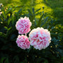 STUNNING PINK PEONY SPRING PERENNIAL