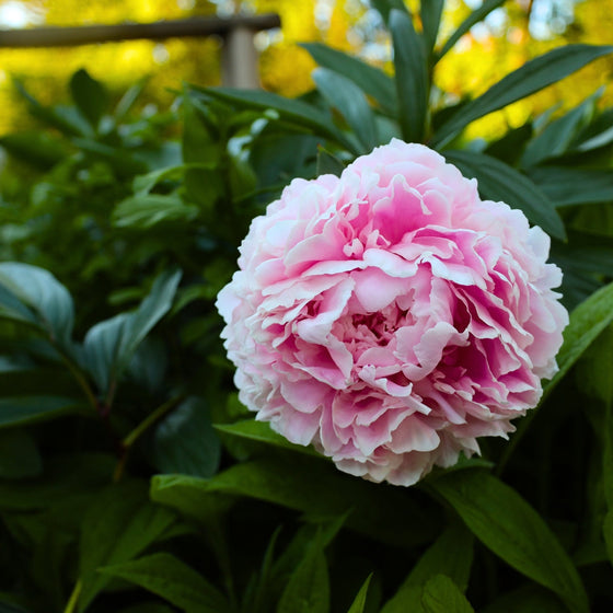 PALE PINK CUT FLOWER