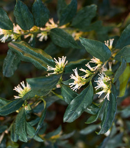 Sarcococca Hookeriana