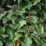 himalayan sweet box with shiny black ornamental fruits and is very fragrant