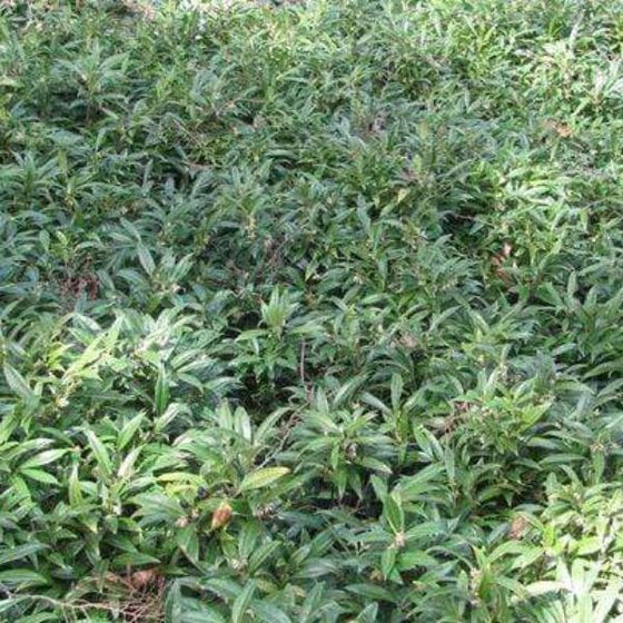 Striking blue and grey leaves on the sarcococca hookeriana