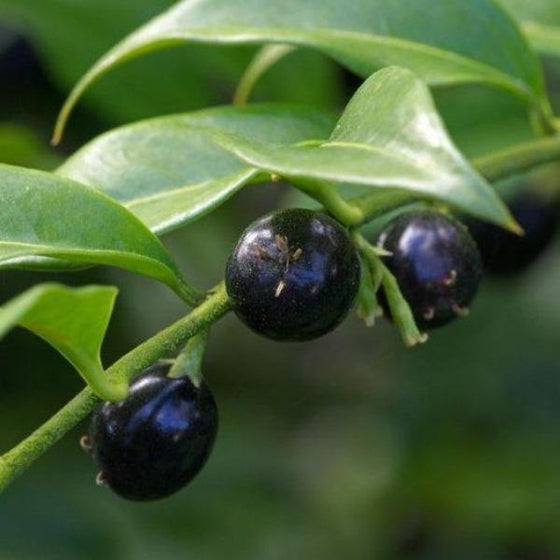himalayan sweet box with shiny black ornamental fruits and is very fragrant