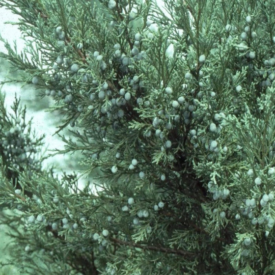 Juniper Sargent Green Evergreen Shrub Needle-like Foliage and Blue Berries