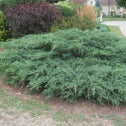 Sargent Green Juniper Shrub Groundcover with Soft Green Needles