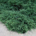Sargent Green Juniper Groundcover Shrub with Needle-like Conifer Foliage