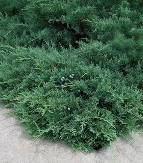 Sargent Green Juniper