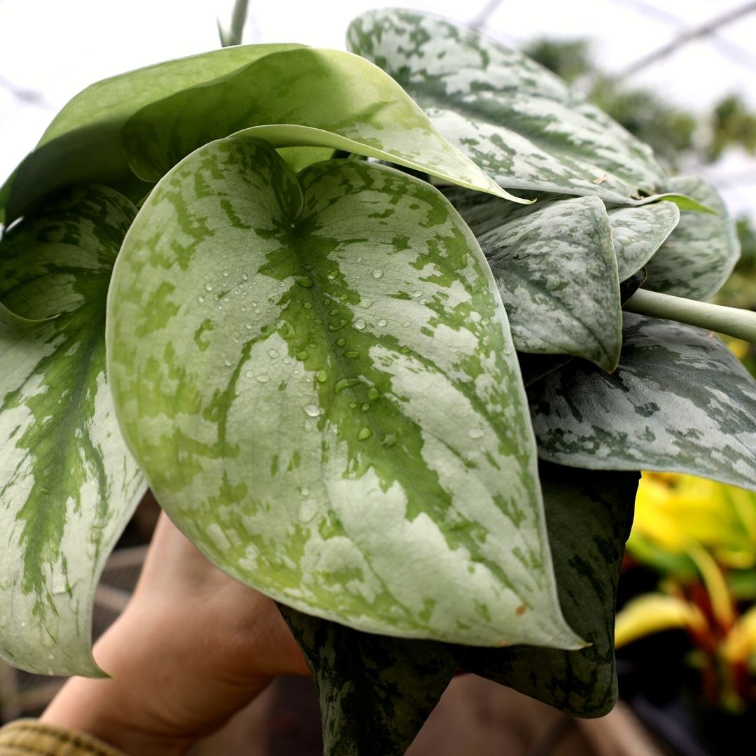 exotica pothos plants Satin Pothos