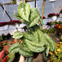 scindapsus exotica satin pothos large leaves