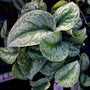 stunning leaves on the satin pothos scindapscus exotica