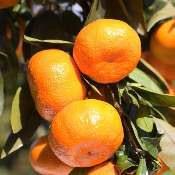 satsuma-tangerine-tree-