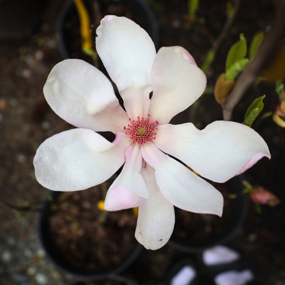 close up view of saucer magnolia bloom white and pink tones in early spring