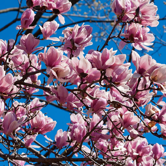 Buy Saucer Magnolia Trees Online | Garden Goods Direct