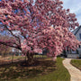 beautiful saucer magnolia in full bloom