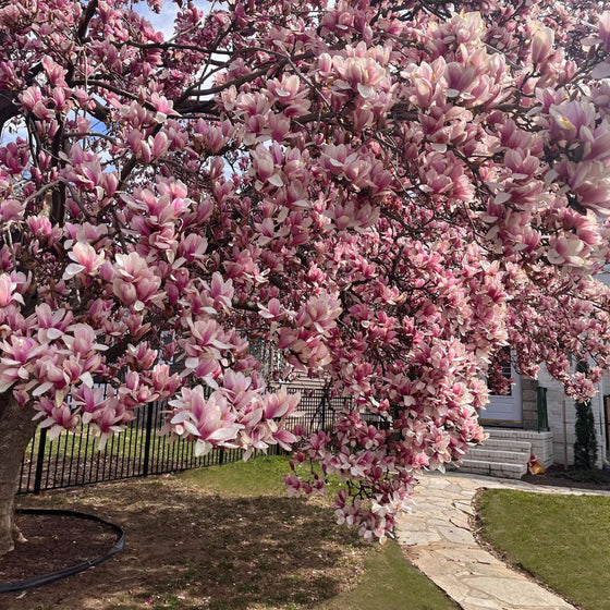 mature saucer magnolia blooming in early spring