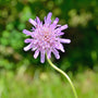 Newly opened Butterfly Blue Scabiosa Flower