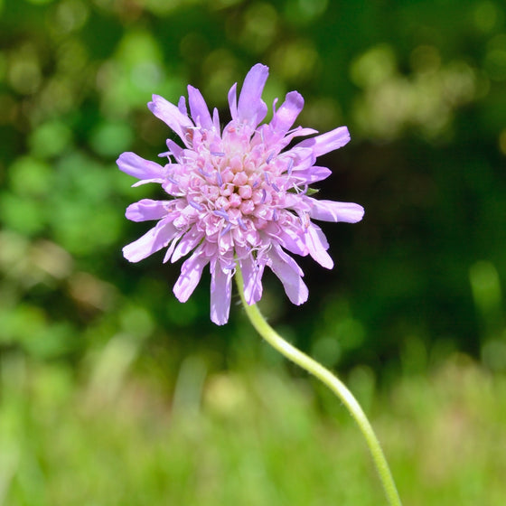 Newly opened Butterfly Blue Scabiosa Flower