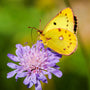 Butterfly Blue scabiosa in a patio container with a butterfly, long-blooming lavender-blue flowers in full sun and well-drained soil.