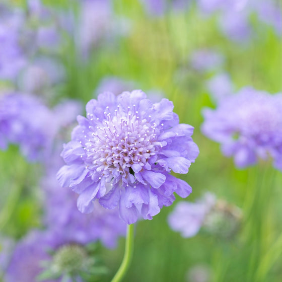 Close-up of Butterfly Blue pincushion flower, lavender-blue frilled petals surrounding a silvery center, rich texture for pollinators.