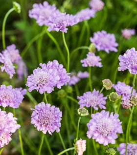 Scabiosa Butterfly Blue