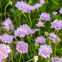 Butterfly Blue scabiosa in a sunny border, compact mound topped with lavender-blue pincushion flowers and airy stems all season.