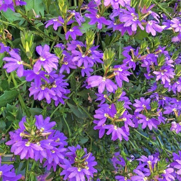 Buy Scaevola Whirlwind Blue Flower Online | Garden Goods Direct