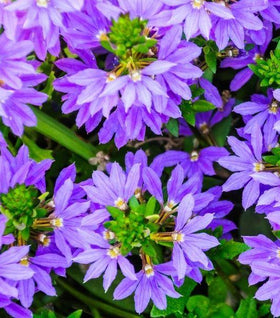 Scaevola Whirlwind Blue Plants
