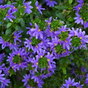 whirlwind blue fan flower with with green foliage and purple blossoms