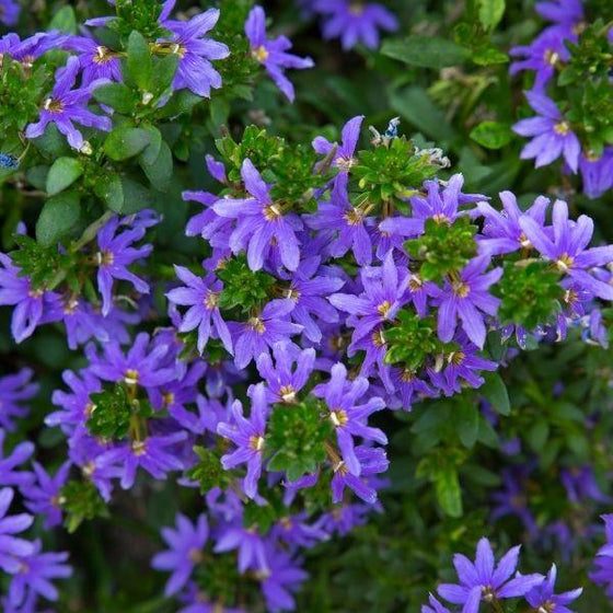 whirlwind blue fan flower with with green foliage and purple blossoms