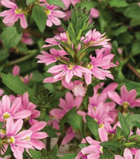 Scaevola Whirlwind Pink Plants