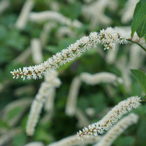Close-up of white catkins and green leaves on a flowering plant, photographed outdoors with a soft blurred natural background.
