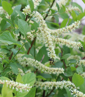Scentlandia® Sweetspire