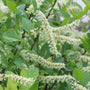 Close-up of a flowering green shrub with dense clusters of small white blossoms and broad green leaves, with a small bee visible among the flowers.
