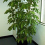 Mature Schefflera Amate Plant