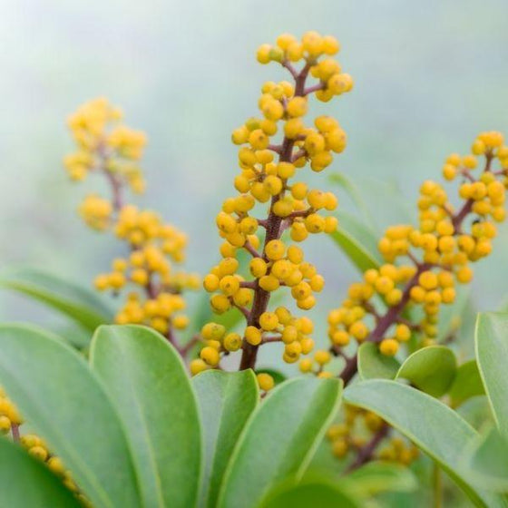 close up of the gold berries of the umbrella tree plant