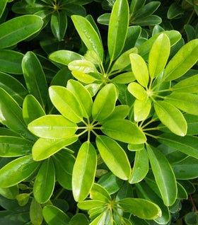 Schefflera Arboricola