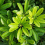 bright green foliage of the umbrella tree plant