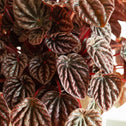 deep burgundy rippled leaves on peperomia shumi red