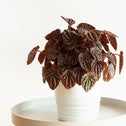 Red rippled peperomia