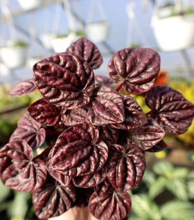 Schumi Red Peperomia