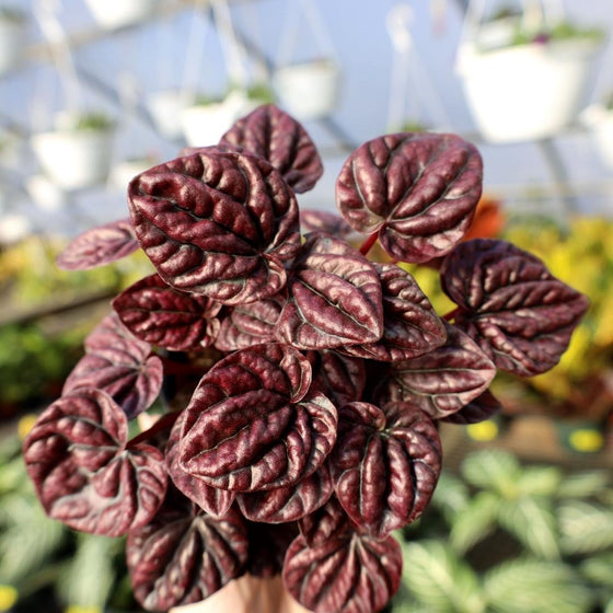 peperomia pet safe houseplant