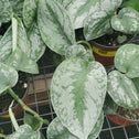 Scindapsus Pictus 'Exotica' foliage of various sizes all green and sliver