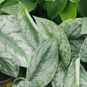 Scindapsus Pictus 'Exotica' foliage next to regular pothos foliage