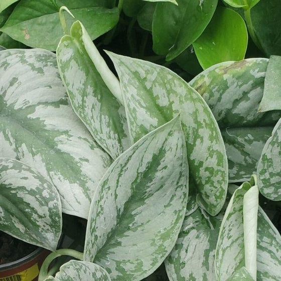 Scindapsus Pictus 'Exotica' foliage next to regular pothos foliage