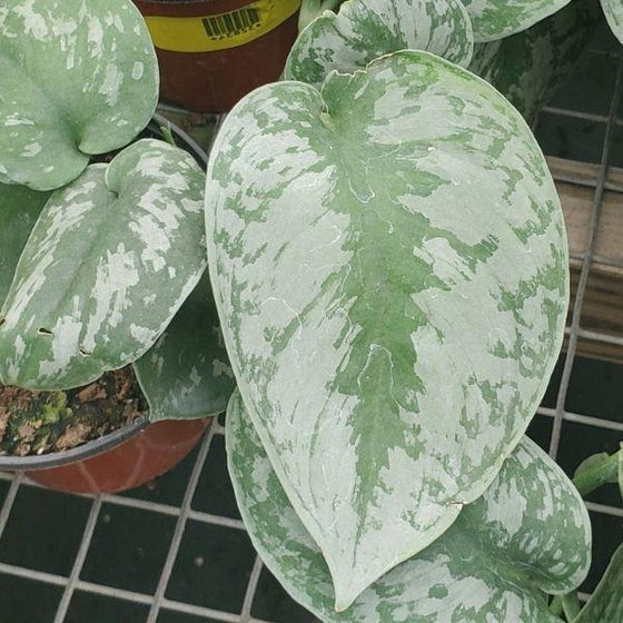 close up of Scindapsus Pictus 'Exotica' green and sliver leaf