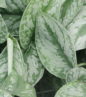 Scindapsus Pictus 'Exotica'