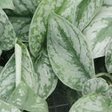 Scindapsus Pictus 'Exotica' close up of silver and green variegated leaves