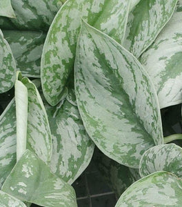 Scindapsus Pictus 'Exotica'
